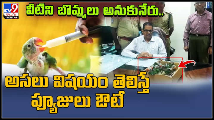 Alexandrine Parrots: వీటిని బొమ్మలు అనుకునేరు.. అసలు విషయం తెలిస్తే ఫ్యూజులు ఔటే..! వీడియో వైరల్. Alexandrine Parrots: వీటిని బొమ్మలు అనుకునేరు.. అసలు విషయం తెలిస్తే ఫ్యూజులు ఔటే..! వీడియో వైరల్.