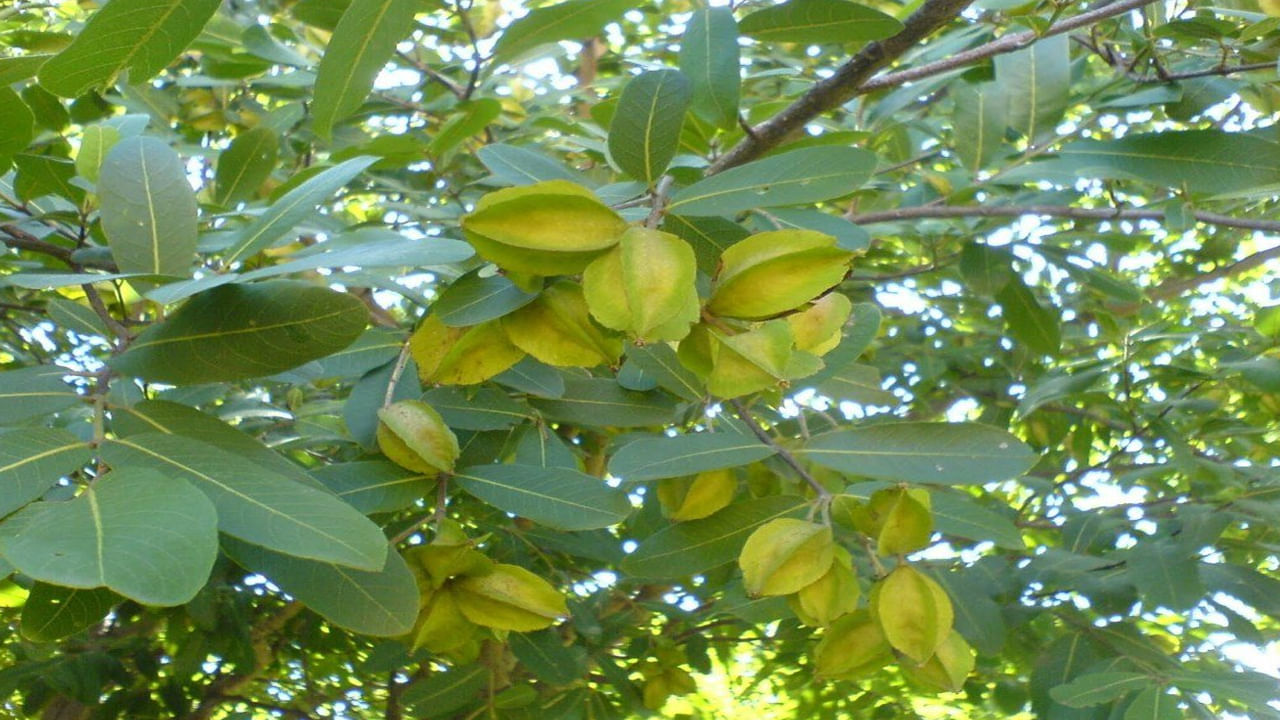 Arjuna Tree1