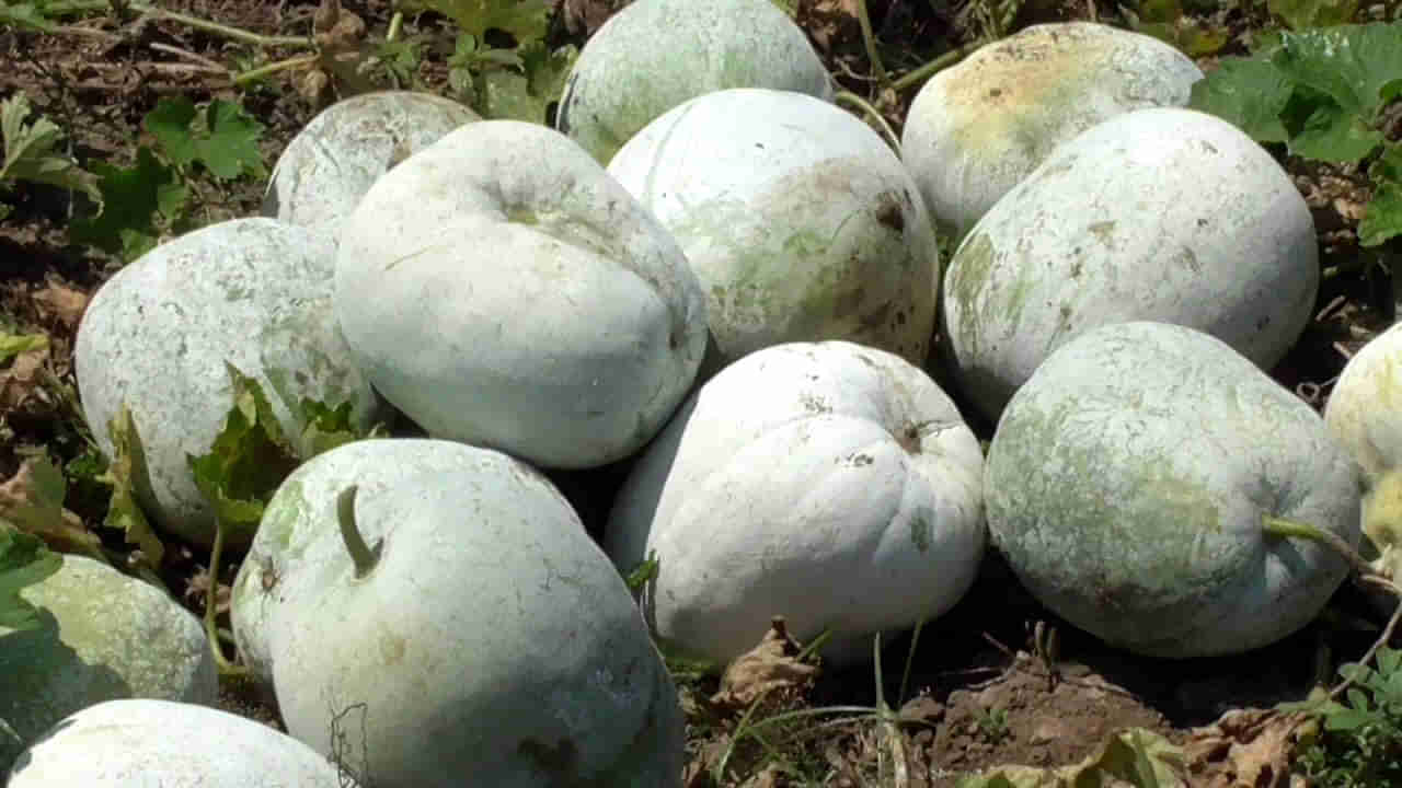 Ash Gourd Benefits: ఇంటికి వేలాడే గుమ్మడికాయతో ఎన్ని ప్రయోజనాలో మీకు తెలుసా..? తింటే ఆ సమస్యలకు చెక్ పెట్టినట్టే..