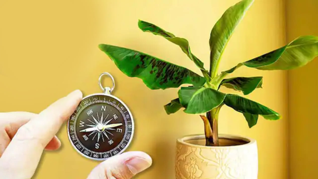 Vastu Tips అరటి మొక్క పక్కన ఈ చెట్లను అస్సలు పెంచకూడదు.. అలా చేస్తే