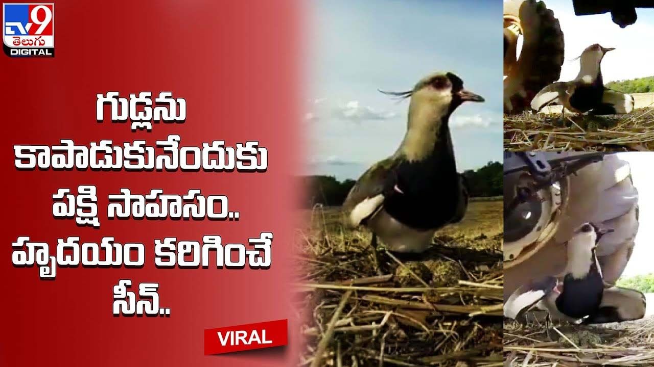 Viral: గుడ్లను కాపాడుకునేందుకు పక్షి సాహసం.. హృదయం కరిగించే సీన్‌ !