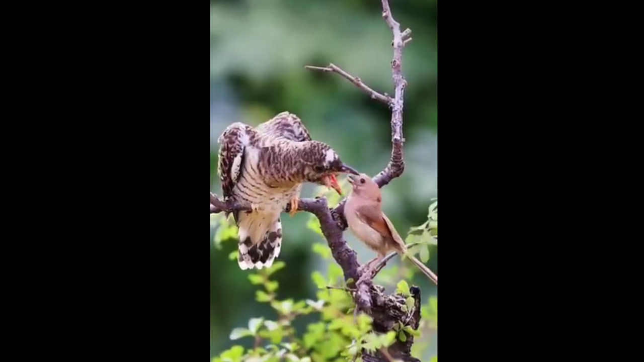 Watch Video: పక్షుల గురించి ఎప్పుడైనా ఇలా ఆలోచించారా? వీడియో చూస్తే గుండె చలించిపోతుంది..!