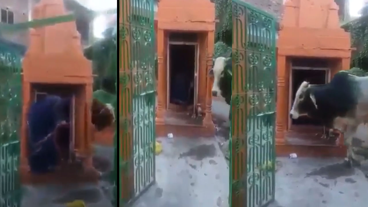 Viral Video: రోజూ శివాలయంలో 108 ప్రదక్షిణలు చేస్తోన్న ఎద్దు.. శివయ్యకు నిజమైన భక్తుడు అంటున్న నెటిజన్లు