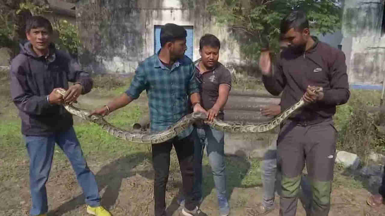 Burmese Pythons:  బ్యారేజ్‌ కోసం తెచ్చిన పైపులో దాగివున్న బర్మా కొండచిలువలు.. ! ఉలిక్కి పడ్డ స్థానికులు, సిబ్బంది..