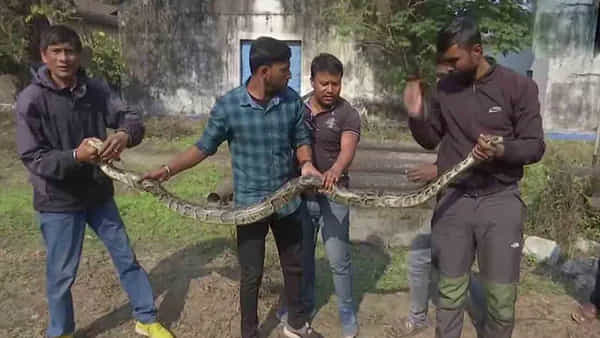 Burmese Pythons: బ్యారేజ్ కోసం తెచ్చిన పైపులో దాగివున్న బర్మా కొండచిలువలు.. ! ఉలిక్కి పడ్డ స్థానికులు, సిబ్బంది..