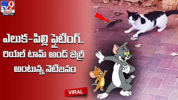 ఎలుక-పిల్లి ఫైటింగ్.. రియల్ టామ్ అండ్ అంటున్న నెటిజనం !! ఎలుక-పిల్లి ఫైటింగ్.. రియల్ టామ్ అండ్ అంటున్న నెటిజనం !!