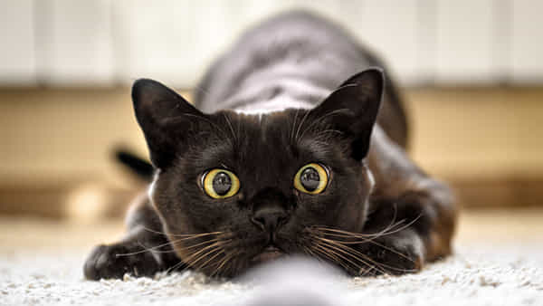 Cat In Dreams: కలలో పిల్లి కనిపించిందా.? మీ జీవితంలో ఏదో మిరాకిల్ జరగబోతున్నట్లే..