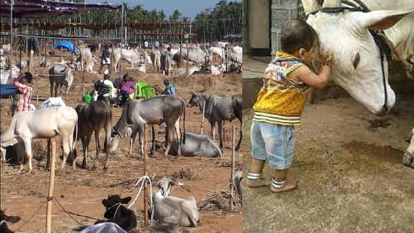 Cattle Jatra: స్కిన్ వ్యాధి అంటూ చారిత్రక పశువుల జాతర రద్దు.. మాకు ప్రభుత్వ సాయం వద్దు.. జాతర ముద్దు అంటోన్న రైతులు
