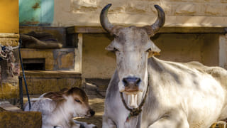 Trending: తొలిచూపులో ప్రేమ.. ఏకాంతంగా మాట.. ఊహించని సీన్ కు ప్రేమికుల ప్యూజులు ఔట్..