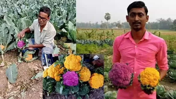 రంగురంగుల కాలీఫ్లవర్ను పండించిన రైతన్న.. జీవితాన్ని పువ్వులా మార్చేసుకున్నాడు..