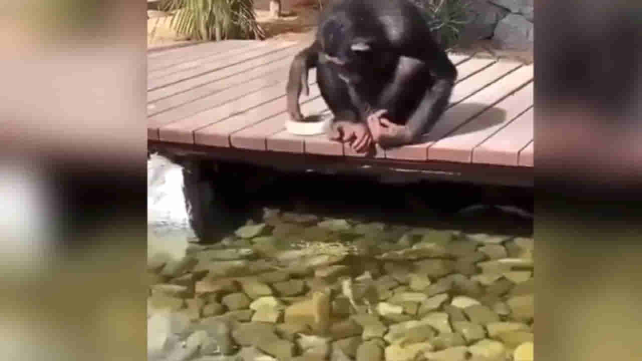 Trending Video: చేపలకు ఆహారం తినిపిస్తున్న చింపాంజీ.. ‘ఇదెక్కడి స్నేహంరా బాబోయ్’ అంటున్న నెటిజన్లు..