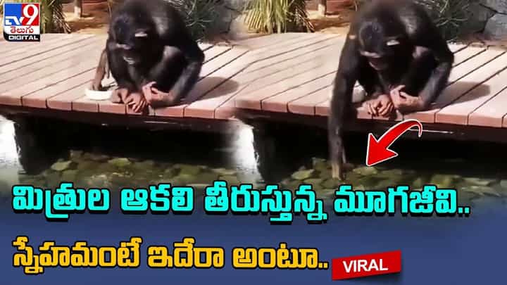 మిత్రుల ఆకలి తీరుస్తున్న మూగజీవి.. స్నేహమంటే ఇదేరా అంటూ.. మిత్రుల ఆకలి తీరుస్తున్న మూగజీవి.. స్నేహమంటే ఇదేరా అంటూ..