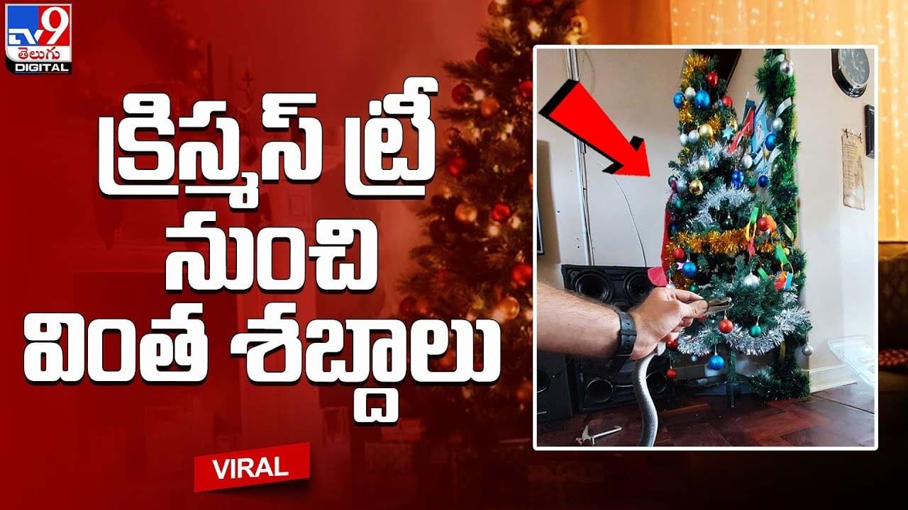 క్రిస్మస్ చెట్టు నుంచి వింత శబ్దాలు.. భయపడుతూనే ఏంటని చూడగా !!