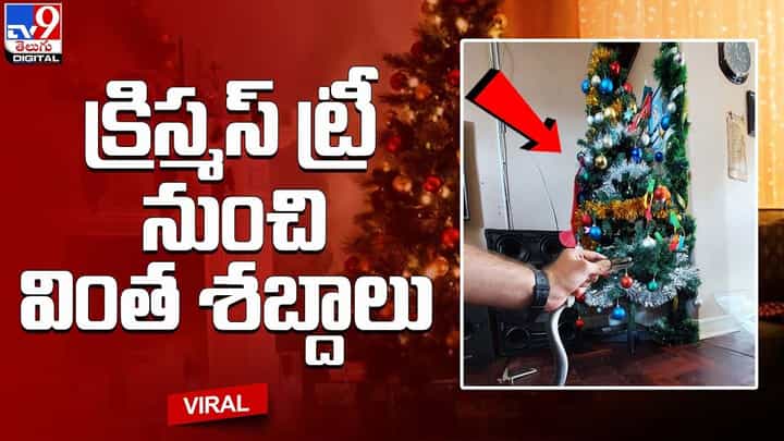 క్రిస్మస్ చెట్టు నుంచి వింత శబ్దాలు.. భయపడుతూనే ఏంటని చూడగా !! క్రిస్మస్ చెట్టు నుంచి వింత శబ్దాలు.. భయపడుతూనే ఏంటని చూడగా !!