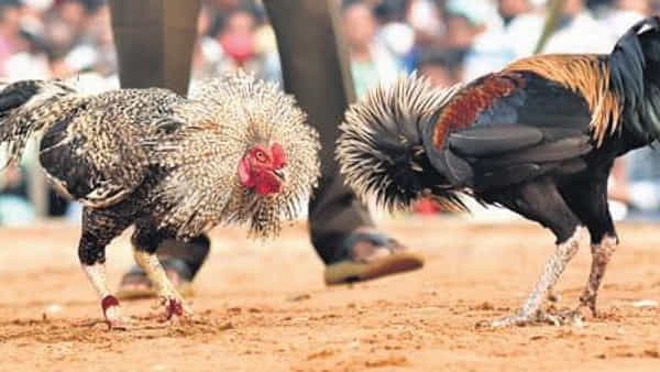 Cock Fight: పల్లెల్లో మొదలైన సంక్రాంతి సందడి.. కత్తి కట్టి కాక్ ఫైట్ సై అంటున్న పందేరాయుళ్లు.. ఎంతటివారైనా లెక్కచేయమంటూ పోలీసులు వార్నింగ్