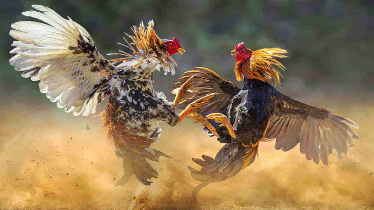 Sankranti Cock Fights: సంక్రాంతి పండక్కి మొదలైన కోడి పందెం హంగామా..! రూ.40 కోట్లకుపైగా బెట్టింగ్‌లు షురూ