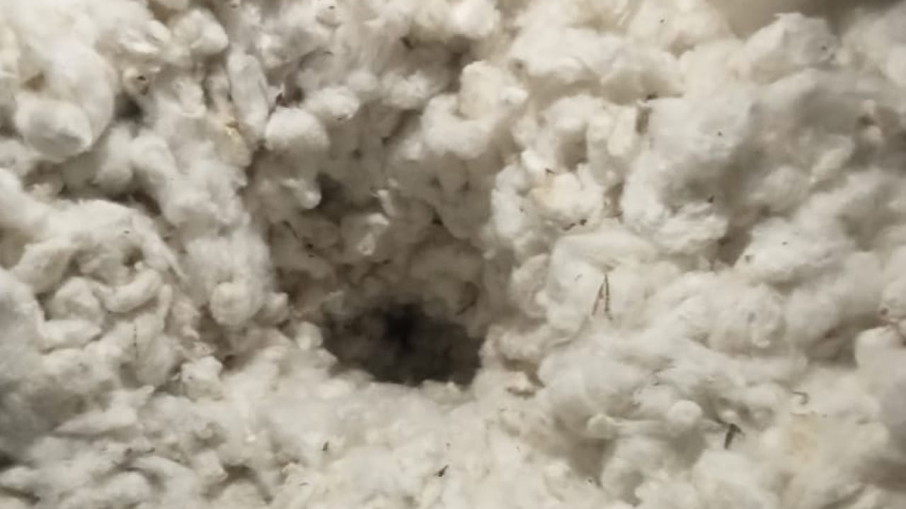 Telangana: దేవా.. ఇదేనా నీ ఆట.. దాగుడుమూతలు ఆడుతూ పత్తిలో దాక్కున్న బాలుడు... ఊపిరాడక