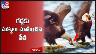 Snakes Fight: పార్కింగ్ ఏరియాలోకి రెండు పాముల సయ్యాట.. షాకింగ్ వీడియో.!