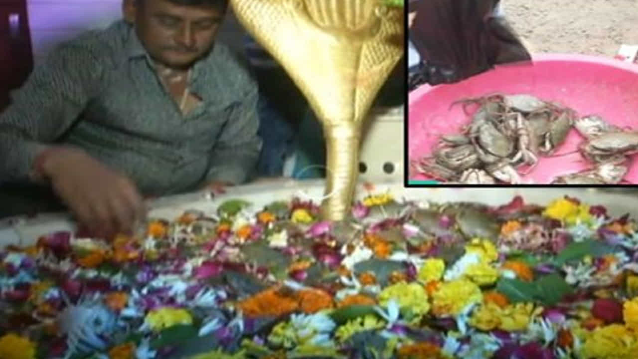 ఇక ఈ ఆలయాన్ని సందర్శించే భక్తుల చేతుల్లో వేరే ప్రసాదాలేవీ కనిపించవు. ప్రతి ఒక్కరి చేతిలో ఖచ్చితంగా పీతులుంటాయి.
