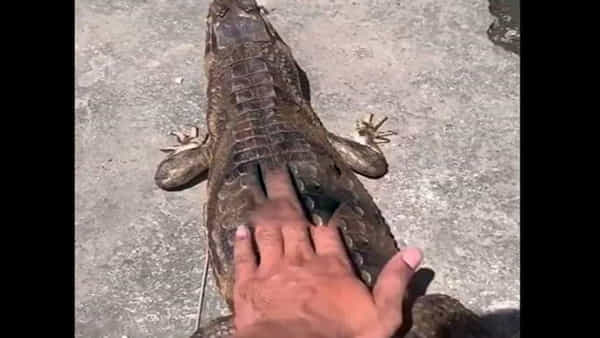 Viral Video: మొసలితోనే గేమ్సా..? ఏం జరిగిందో తెలిస్తే ఫ్యూజులవుట్