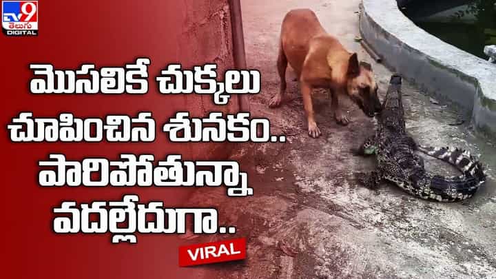 మొసలికే చుక్కలు చూపించిన శునకం.. పారిపోతున్నా వదల్లేదుగా మొసలికే చుక్కలు చూపించిన శునకం.. పారిపోతున్నా వదల్లేదుగా