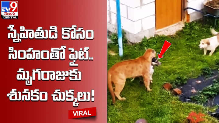 స్నేహితుడి కోసం సింహంతో ఫైట్.. మృగరాజుకు శనకం చక్కలు.. స్నేహితుడి కోసం సింహంతో ఫైట్.. మృగరాజుకు శనకం చక్కలు..