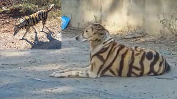 Digger: అయ్యా బాబోయ్... ! ఈ ఊరిలో కుక్క పులిలా మారింది..! భయంతో జనం పరుగో పరుగు..
