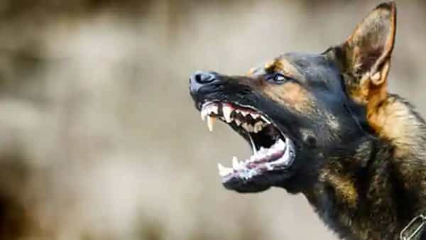 Dog bite: అనగనగా ఓ వింతకేసు.. 12 ఏళ్ల క్రితం కుక్క కరిచింది.. యజమానికి ఇప్పుడు జైలు శిక్ష..