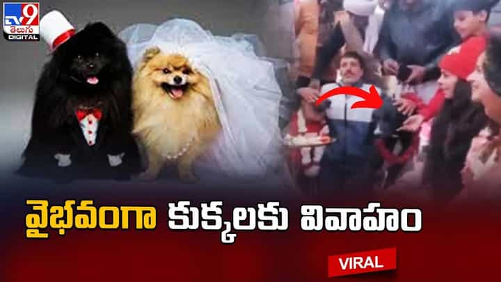 ఘనంగా వివాహం.. బ్యాండ్ బాజాలతో.. డిజే మోతలతో శునకాలకు వివాహం !! ఘనంగా వివాహం.. బ్యాండ్ బాజాలతో.. డిజే మోతలతో శునకాలకు వివాహం !!