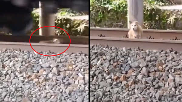 Dog Viral Video: రైల్వే ట్రాక్ దాటుతున్న శునకం.. దూసుకొచ్చిన గూడ్స్ రైలు.. కుక్క తెలివిగా ఏమి చేసిందంటే..