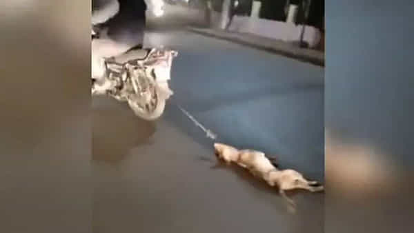 Viral News: కుక్కను బైక్తో కిరాతకంగా ఈడ్చుకెళ్లిన వ్యక్తి.. వీడియో వైరల్ కావడంతో విచారణకు ఆదేశించారు..
