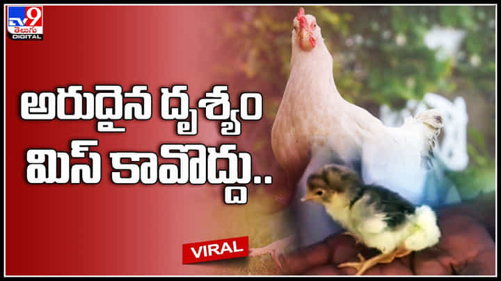 Chicken: అరుదైన దృశ్యం మిస్ కావొద్దు.. అద్భుతం అంటూ ఆశ్చర్యపోతున్న నెటిజన్లు. వైరల్ వీడియో. Chicken: అరుదైన దృశ్యం మిస్ కావొద్దు.. అద్భుతం అంటూ ఆశ్చర్యపోతున్న నెటిజన్లు. వైరల్ వీడియో.