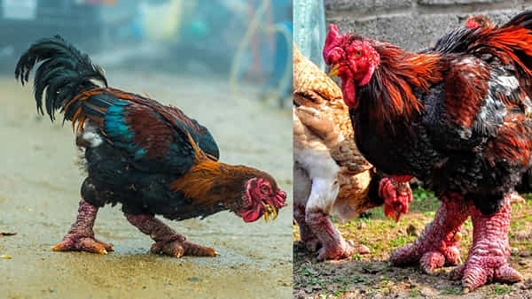 Dragon Chicken: ఈ కోడి ధర అక్షరాల రూ. లక్షన్నర.. అంతలా స్పెషల్ ఏంటనేగా..