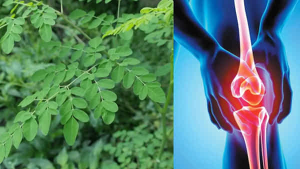 Drumstick Leaves: కీళ్ల నొప్పులు, బీపీ, షుగర్ను తరిమికొట్టగల దివ్యౌషధ ఆకులు ఇవి.. మరి వీటిని ఎలా ఉపయోగించాలంటే..
