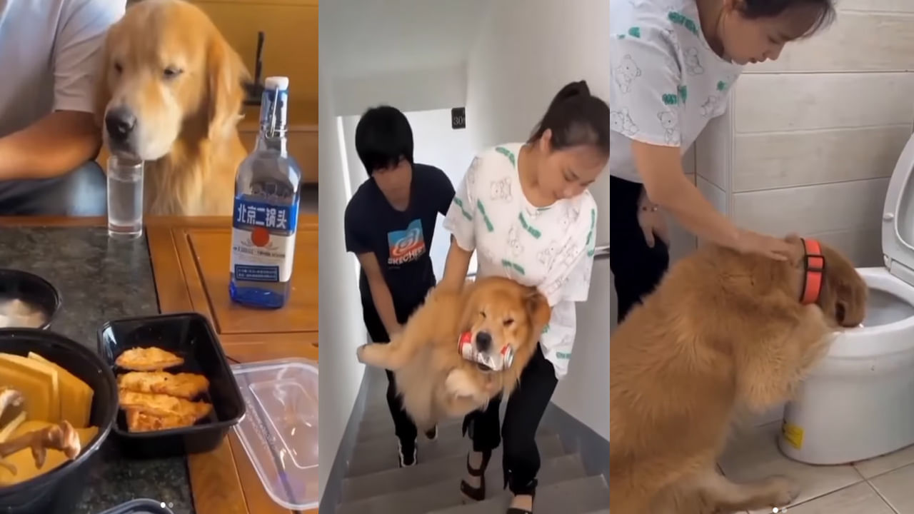 Drunk Dog Video: పార్టీలో మద్యం తాగిన కుక్క.. నెక్స్ట్ దాని పరిస్థితి చూసి మండిపడుతున్న నెటిజన్లు