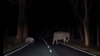 Viral Video: కదులుతున్న రైలుమీద ఇద్దరు యువకులు డ్యాన్స్.. ప్రాణం విలువ తెలియడం లేదంటూ నెటిజన్లు ఫైర్..