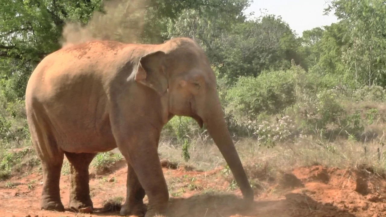 Elephant Care Center: ప్రకృతి ఒడి నుంచి జనావాసాల్లోకి వచ్చి వ్యాధుల బారిన పడుతున్న ఏనుగులు.. సంరక్షణ కోసం ఎన్జీవో సంస్థ కృషి