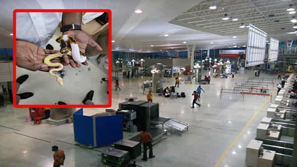 Customs Officials: ఎయిర్ పోర్టులో అనుమానాస్పదంగా కనిపించిన 2 బ్యాగ్లు.. తెరిచి చూడగా గుండె గుభేల్..!