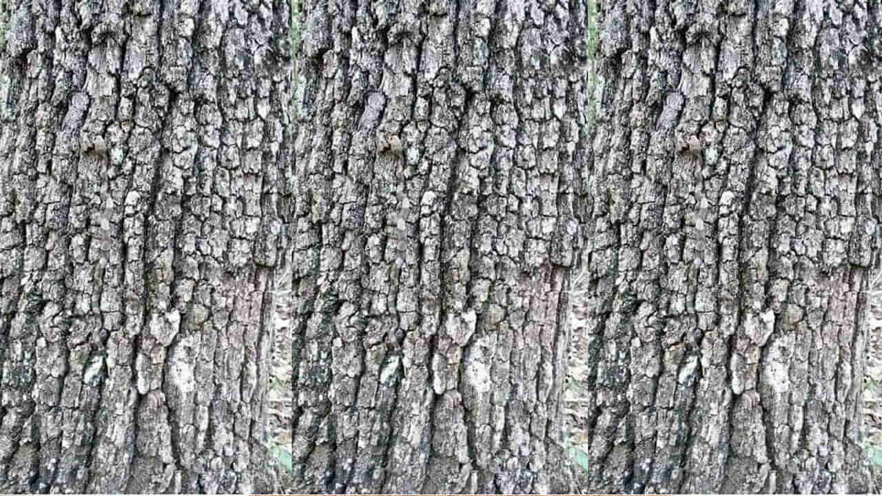 Eye Test: మీ కంటి ఫోకస్ అదుర్స్ అని ఫీలవుతున్నారా..? అయితే ఈ ఫోటోలో పామును కనిపెట్టండి చూద్దాం