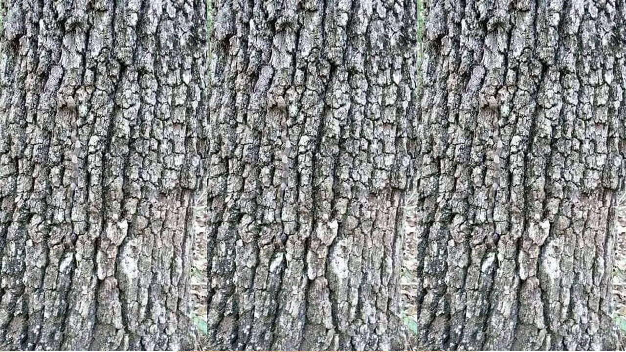 Eye Test: మీ కంటి ఫోకస్ అదుర్స్ అని ఫీలవుతున్నారా..? అయితే ఈ ఫోటోలో పామును కనిపెట్టండి చూద్దాం