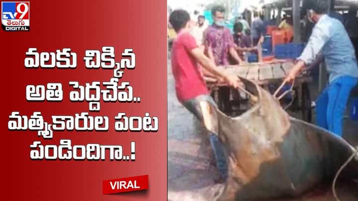 మత్స్యకారుల పంట పండింది.. వలకు చిక్కిన 340 కిలోల చేప మత్స్యకారుల పంట పండింది.. వలకు చిక్కిన 340 కిలోల చేప