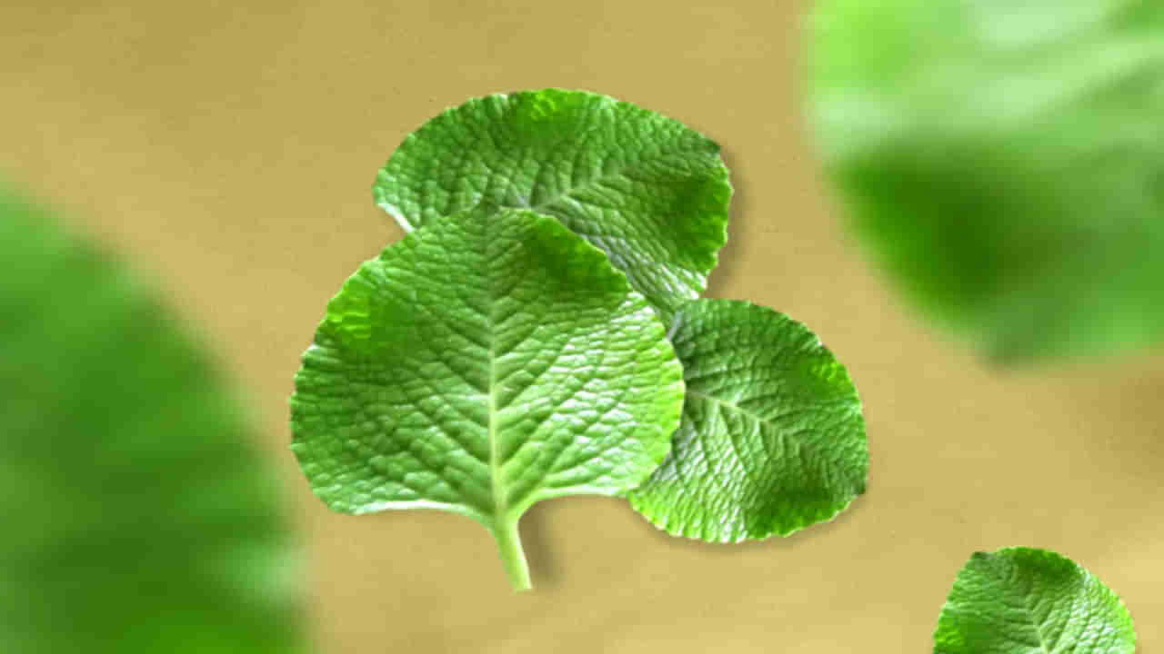 Ajwain Leaves: చిన్నపిల్లలు ఉన్నవారు తప్పనిసరిగా పెంచుకోవలసిన మొక్క ఇది.. దీని ప్రయోజనాలు అలాంటివి మరి.. అవేమిటంటే..