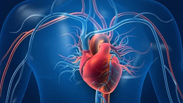 Signs Of High Cholesterol: మీ శరీరంలో ఈ సంకేతాలు కనిపిస్తున్నాయా? అయితే అధిక కొవ్వు సమస్యతో బాధపడుతున్నట్టే..!