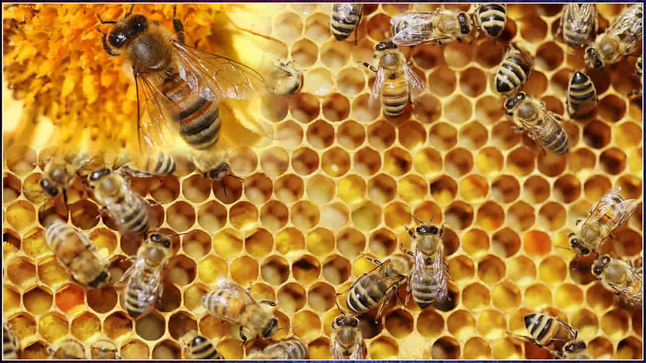 Honeybees Vaccine: తేనెటీగలకు వ్యాక్సిన్‌.. ప్రపంచంలోనే తొలిసారిగా.. దీనిని ఎలా ఇస్తారు..?