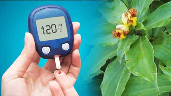 Insulin Plant: డయాబెటీస్ పేషెంట్స్ రోజూ పరగడుపునే ఈ ఆకులను తింటే.. ఎంతటి షుగర్ అయినా సరే మటుమాయమే..
