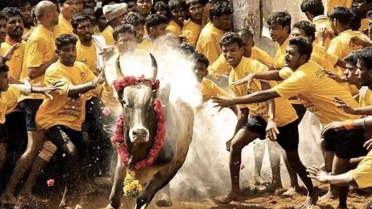 Jallikattu: నేడు అలంగానల్లూరులో జల్లికట్టు పోటీలు ప్రారంభం.. పాల్గొనున్న 1000 ఎద్దులు, 450 పోటీదారులు