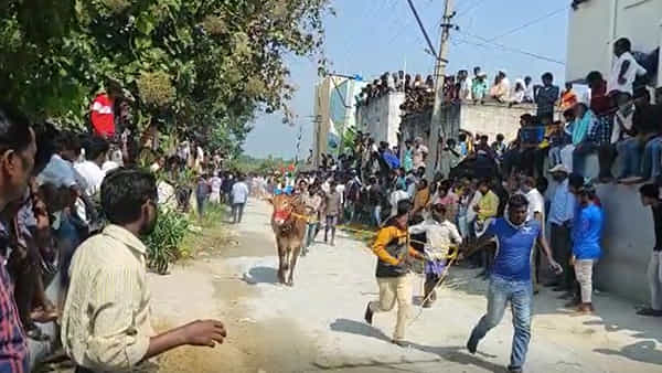 Jalli kattu in AP: అప్పుడే మొదలైన జల్లికట్టు సంబరాలు.. పోలీసుల వార్నింగ్ను లెక్కచేయకుండా నిర్వహణ