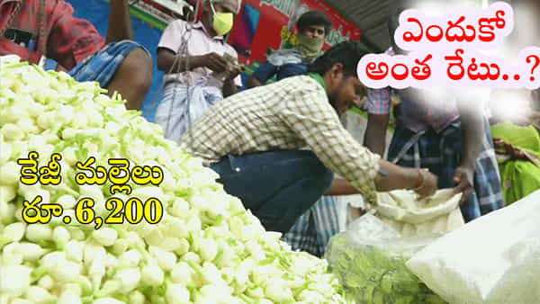 Sankranthi 2023: పండగ వేళ కొండెక్కిన మల్లెపూల ధరలు.. కేజీ మల్లెలు అక్షరాలా రూ.6,200లు