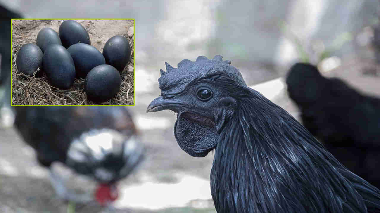 Kadaknath Chicken: ఈ కోడి మాంసం ఒక కేజీ  ఏకంగా రూ.1200లు..  అయినా తగ్గని డిమాండ్! ఎందుకో తెలుసా..