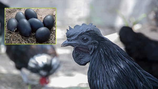 Kadaknath Chicken: ఈ కోడి మాంసం ఒక కేజీ ఏకంగా రూ.1200లు.. అయినా తగ్గని డిమాండ్! ఎందుకో తెలుసా..